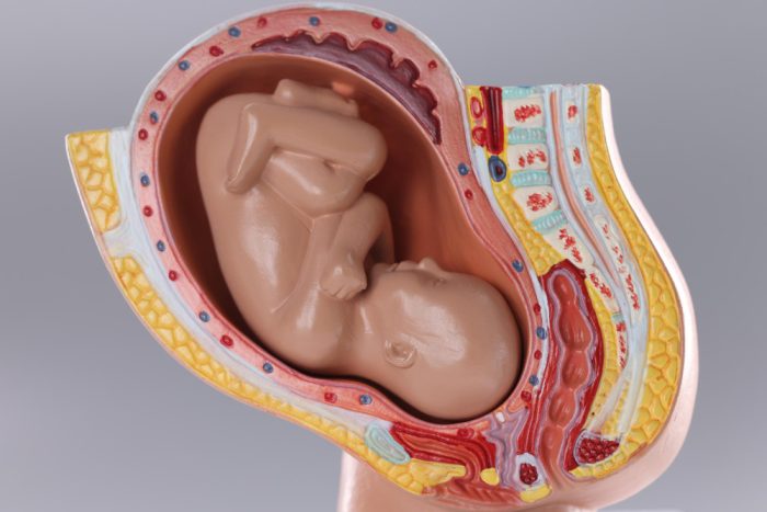 bebe in uter